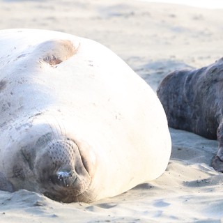 Elephant Seal Pups Resting on Drakes Beach