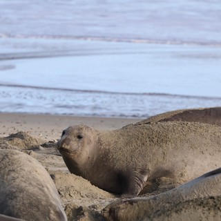 Elephant Seal Pup Resting on Sandy Beach
