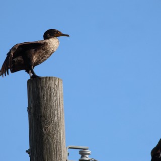 Cormorant Perched on Weathered Post at Dusk