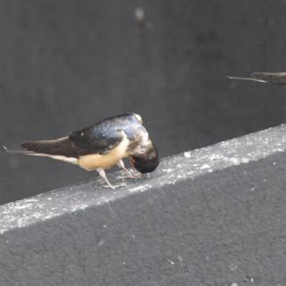 Winged Companions of San Pablo Bay