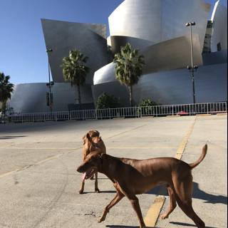 Two Dogs Take in the City Sights