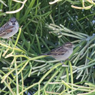 Sparrows' Morning Gathering