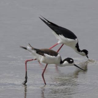 Graceful Duet in the Wild