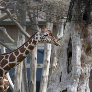 Majestic Giraffe at SF Zoo, 2024