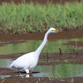Great Egret Wading in Shallow Wetland Waters