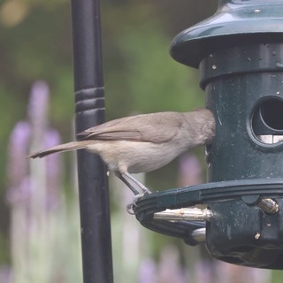 Brown Bird Feeding at Garden Bird Feeder