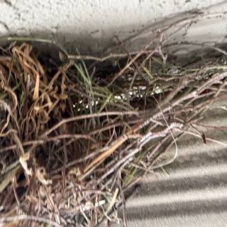 Nature's Craftsmanship