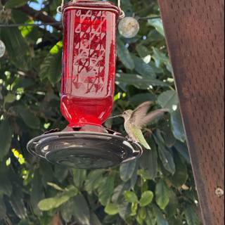 Dance of the Hummingbird
