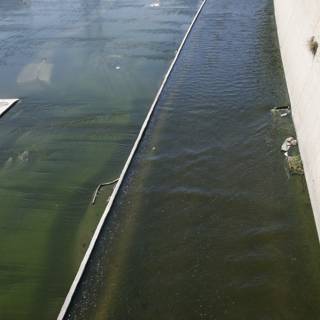 Algae-Filled River