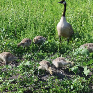 Canada Goose Family Foraging in Wetland Grass