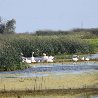 White Pelicans Resting in Wetland Marshes