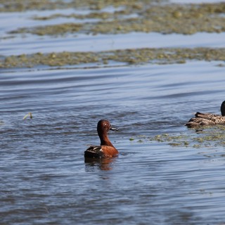 Cinnamon Teal Pair Swimming in Wetland Shallows