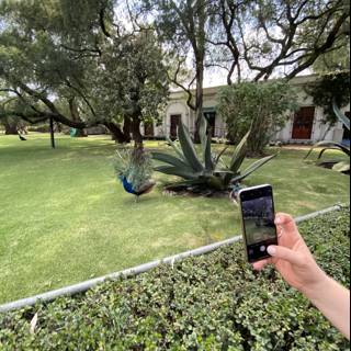 Capturing the Beautiful Garden through a Mobile Phone