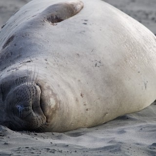 Resting Elephant Seal Pup on Sandy Beach