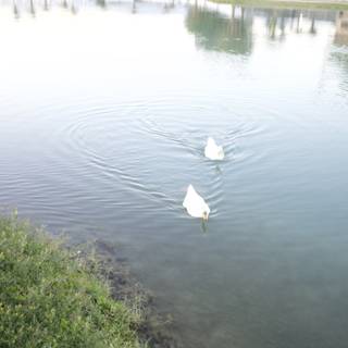 Majestic Swans in the Wilderness