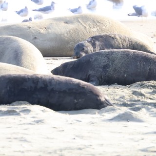 Elephant Seals Resting on Drakes Beach California