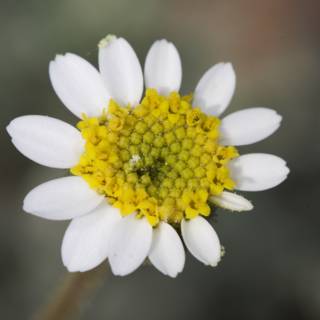 The Delicate Beauty of a Daisy