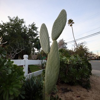 Tall Prickly Pear Cactus in Suburban Garden at Dusk