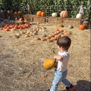 Pumpkin Adventures in Santa Rosa