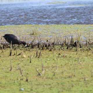 Glossy Ibis Foraging in Flooded Agricultural Field