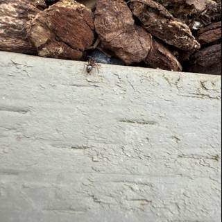Insect Explorer on Slate