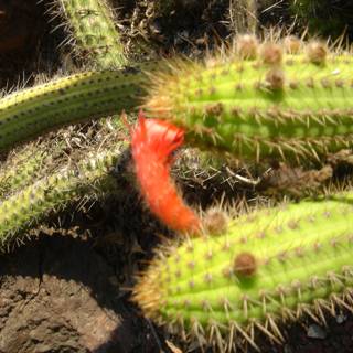 Vibrant Cactus Blossom