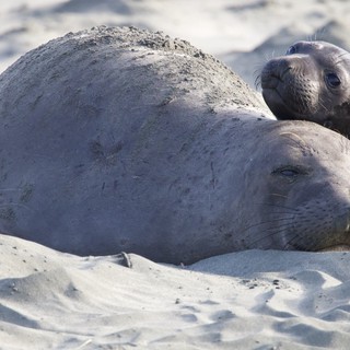 Elephant Seal Mother and Pup Resting at Drakes Beach