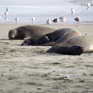 Elephant Seal Mothers and Pups Resting on Drakes Beach