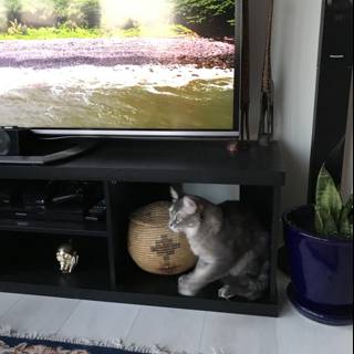TV-Watching Cat on Stand