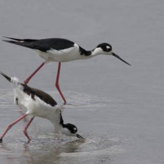 Harmony at San Pablo Bay