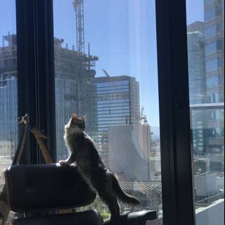 Urban Cat Watch