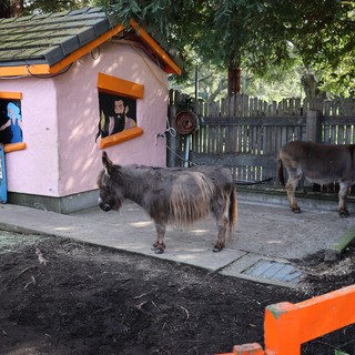 Miniature Donkeys at Decorated Petting Zoo Enclosure