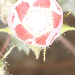 Pink Geranium Blossom