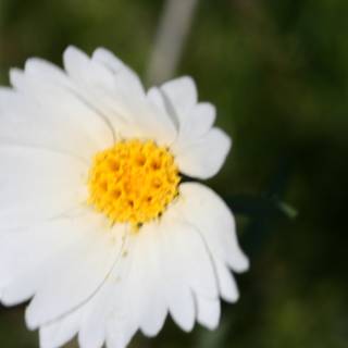 White Daisy Blooming in the Grass