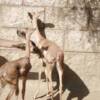 Gazelles at the Wall