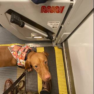 Stylish Canine Commuter