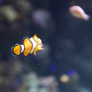Under the Sea with a Clown Fish