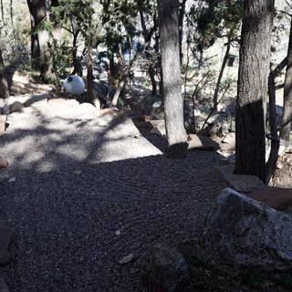 Secluded Forest Gravel Camping Pad Among Pines