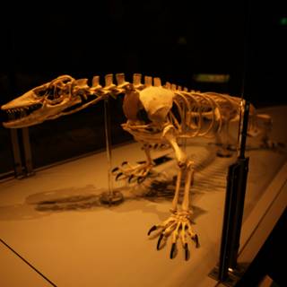 Majestic Dinosaur Skeleton at California Academy of Sciences
