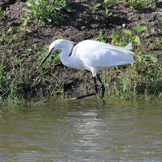 Snowy Egret Hunting in Shallow Wetland Waters