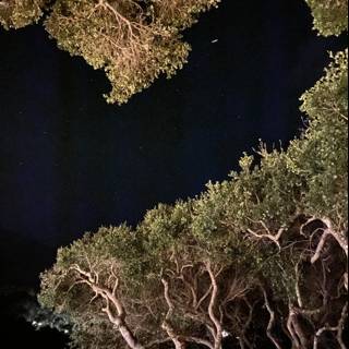 Moonlit Trees in Carmel