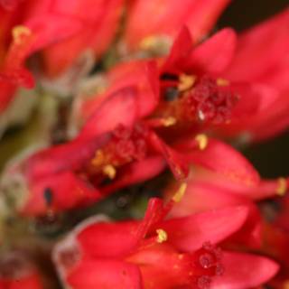 Buzzing Begonias