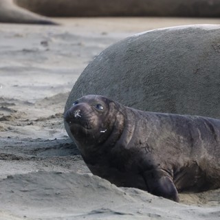 Young Elephant Seal Pup Resting on Sandy Beach