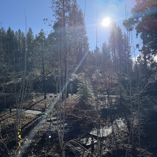 aspens