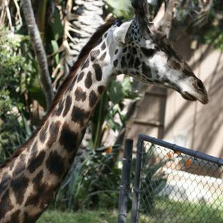 Regal Giraffe in Zoo Enclosure