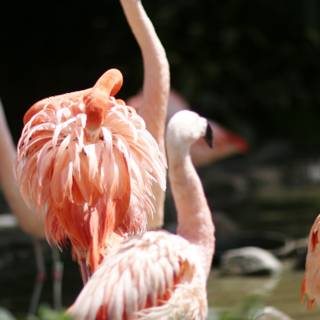 A Flock of Flamingos