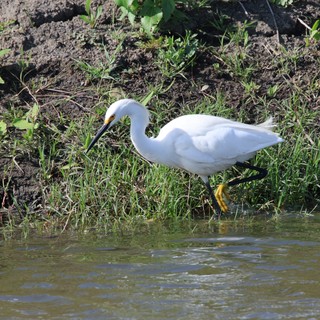 Snowy Egret Hunting Along Muddy Riverbank