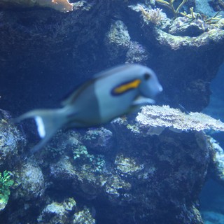 Powder Blue Surgeonfish Swimming Among Coral Reef