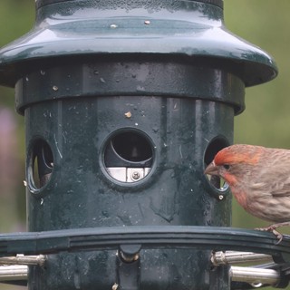House Finch Perched on Garden Bird Feeder