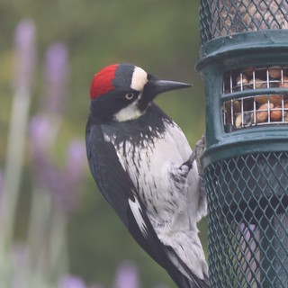 Acorn Woodpecker Feeding at Backyard Bird Feeder